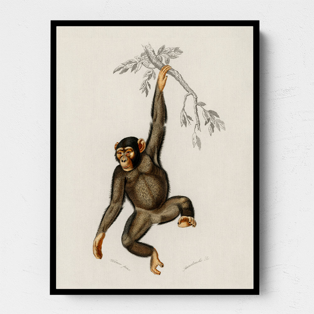 Vintage Chimpanzee Wall Art